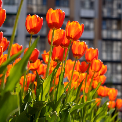 Orange tulips in bloom at a commercial property